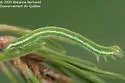 Pine Powder Moth - Hodges#6637 - photo 5