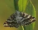 Sharp-lined Powder Moth - Hodges#6639