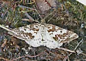 Sharp-lined Powder Moth - Hodges#6639 - photo 2