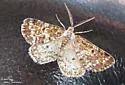 Sharp-lined Powder Moth - Hodges#6639 - photo 4