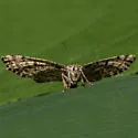 Sharp-lined Powder Moth - Hodges#6639 - photo 5