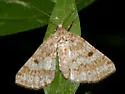 Powder Moth - Hodges#6638