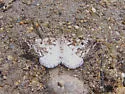 Powder Moth - Hodges#6638 - photo 2