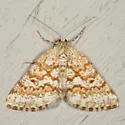 Powder Moth - Hodges#6638 - photo 3