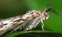 Powder Moth - Hodges#6638 - photo 4