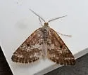 Powder Moth - Hodges#6638 - photo 5