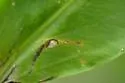 Eugaurax floridensis