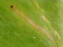 Eugaurax floridensis - photo 3