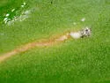 Eugaurax floridensis - photo 4