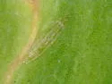 Eugaurax floridensis - photo 5
