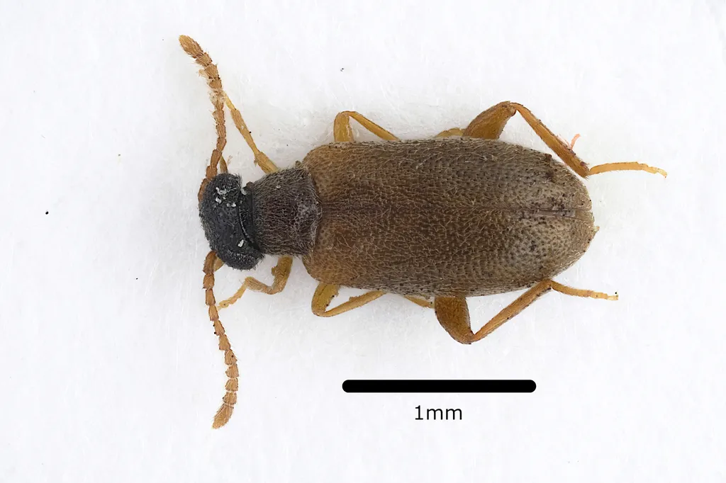 Euglenes oculatus - photo 2