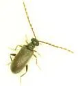 Euglenes pygmaeus - photo 3