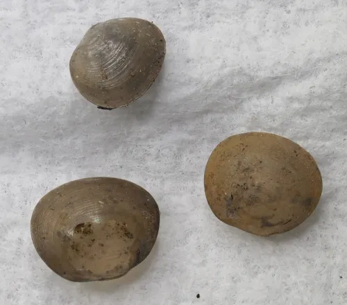 Pea Cockle