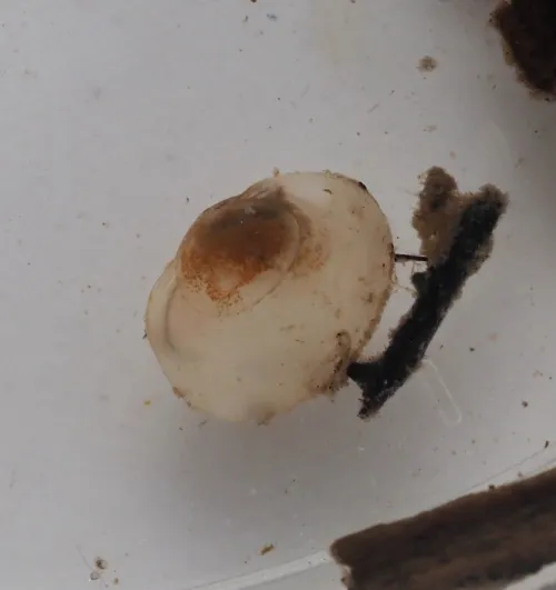 Pea Cockle - photo 2