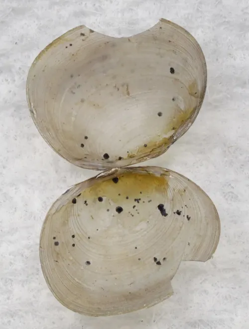 Pea Cockle - photo 3