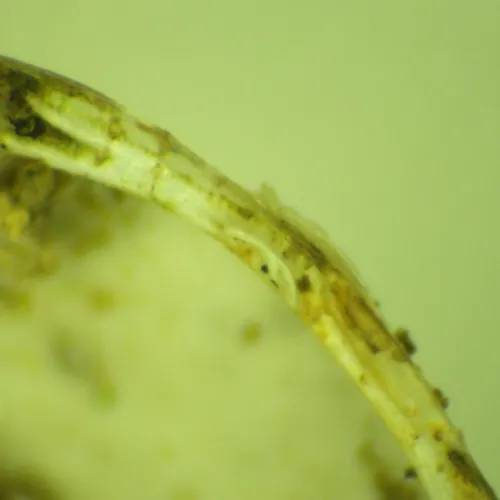 Pea Cockle - photo 4