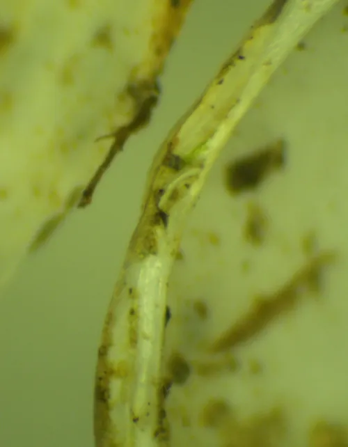 Pea Cockle - photo 5