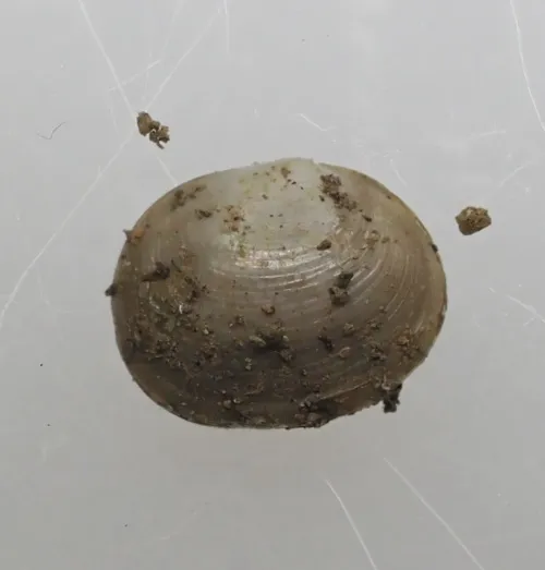 Pea Cockle - photo 6