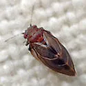 Euglyptoneura fuscipennis