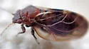 Euglyptoneura fuscipennis - photo 2