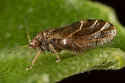 Euglyptoneura minuta