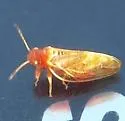 Euglyptoneura minuta - photo 2