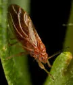 Euglyptoneura minuta - photo 3
