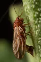 Euglyptoneura minuta - photo 4