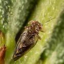 Euglyptoneura minuta - photo 5