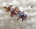 Euglyptoneura robusta - photo 4