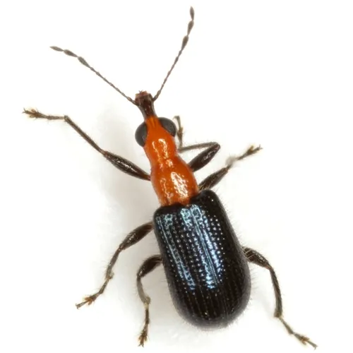 Eugnamptus angustatus - photo 2