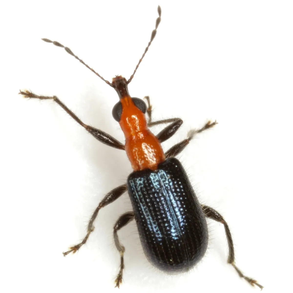Eugnamptus angustatus - photo 3