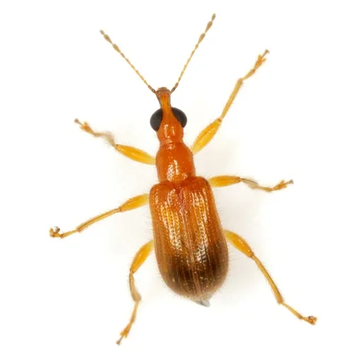 Eugnamptus cinctus