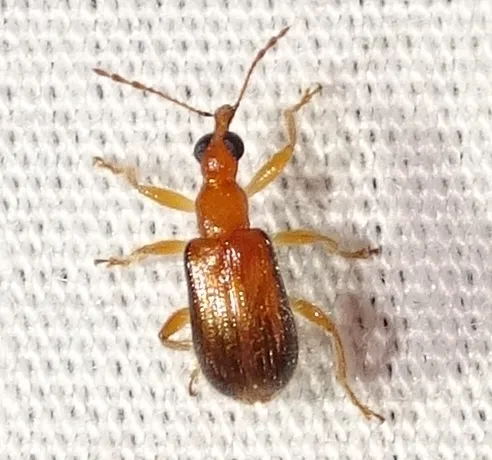 Eugnamptus cinctus - photo 2