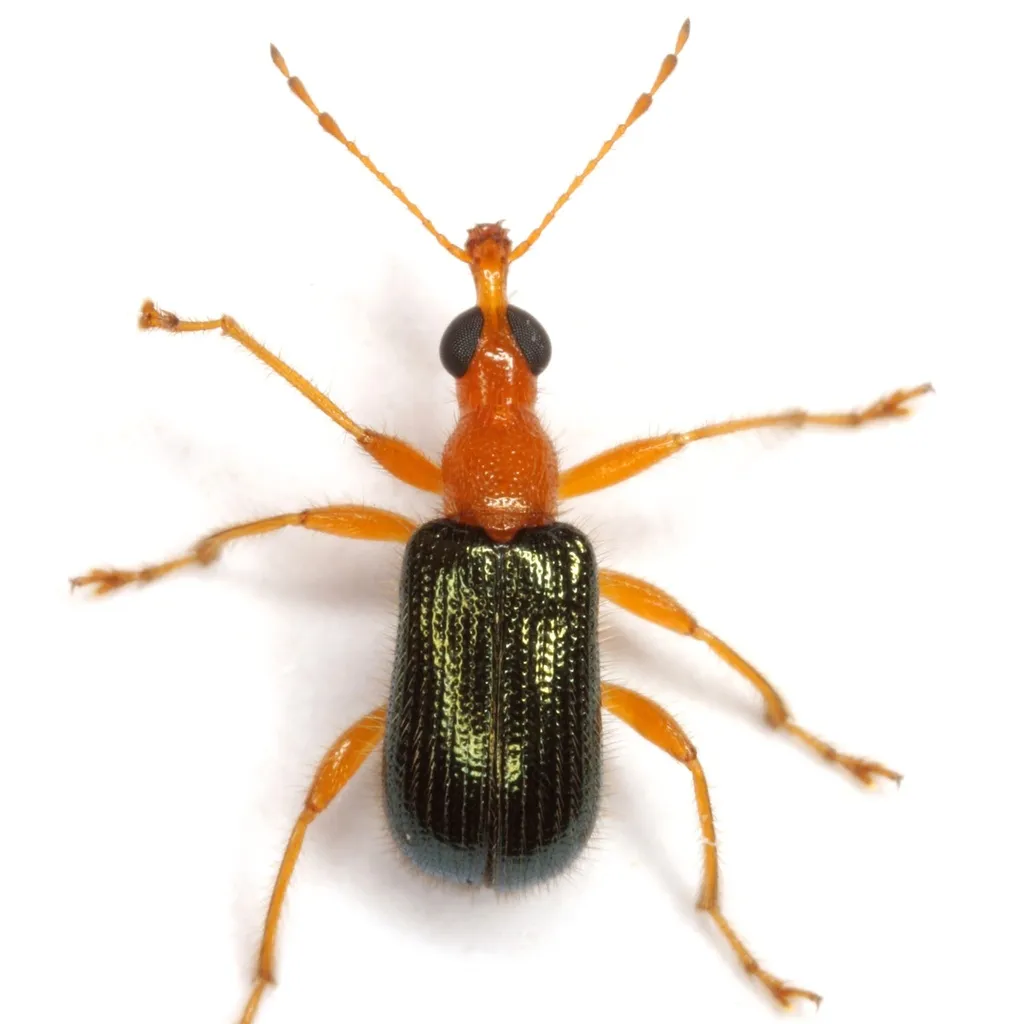Eugnamptus nigriventris - photo 2
