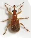 Eugnamptus pallidus
