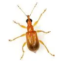 Eugnamptus pallidus - photo 2