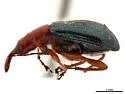 Eugnamptus pseudonigriventris - photo 3