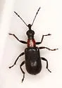 Eugnamptus punctatus