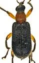 Eugnamptus punctatus - photo 2
