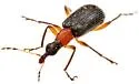 Eugnamptus punctatus - photo 3