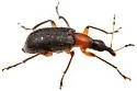 Eugnamptus punctatus - photo 4
