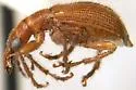Eugnamptus puncticeps