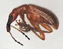 Eugnamptus puncticeps - photo 2