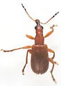Eugnamptus puncticeps - photo 3