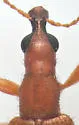 Eugnamptus puncticeps - photo 4