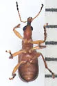 Eugnamptus puncticeps - photo 5
