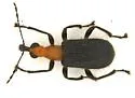 Eugnamptus striatus