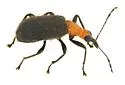 Eugnamptus striatus - photo 2