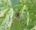 Eugnamptus striatus - photo 4